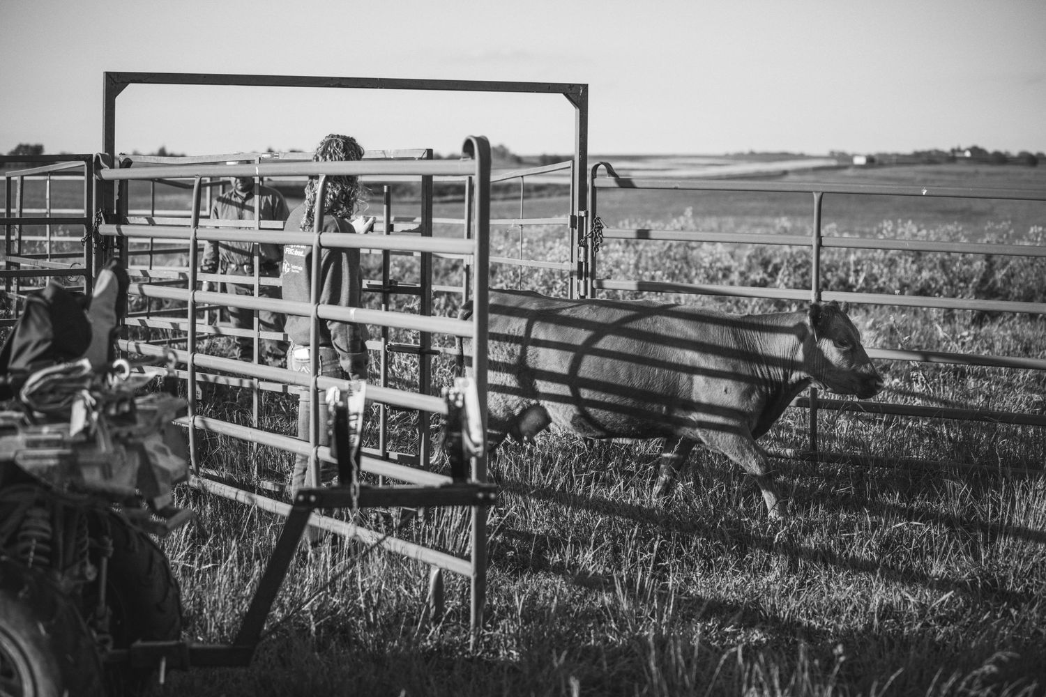 A black and white photograph shows a horse leaping over a metal gate in a rural paddock setting.
