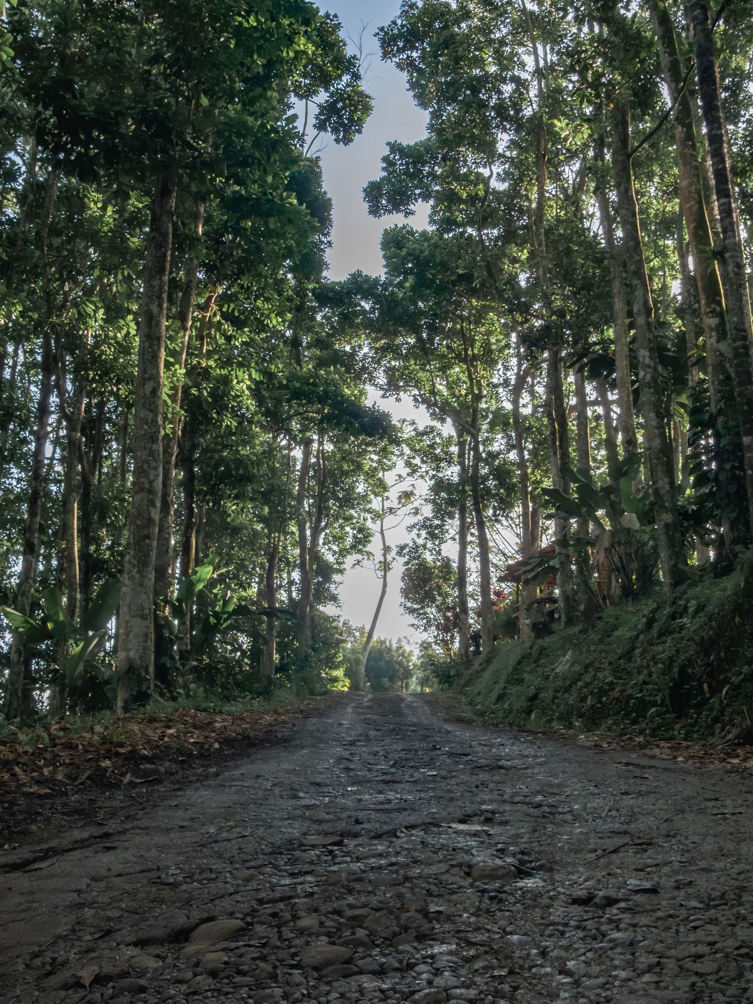 Dirt path through a dense forest with tall trees creating a natural canopy overhead.
