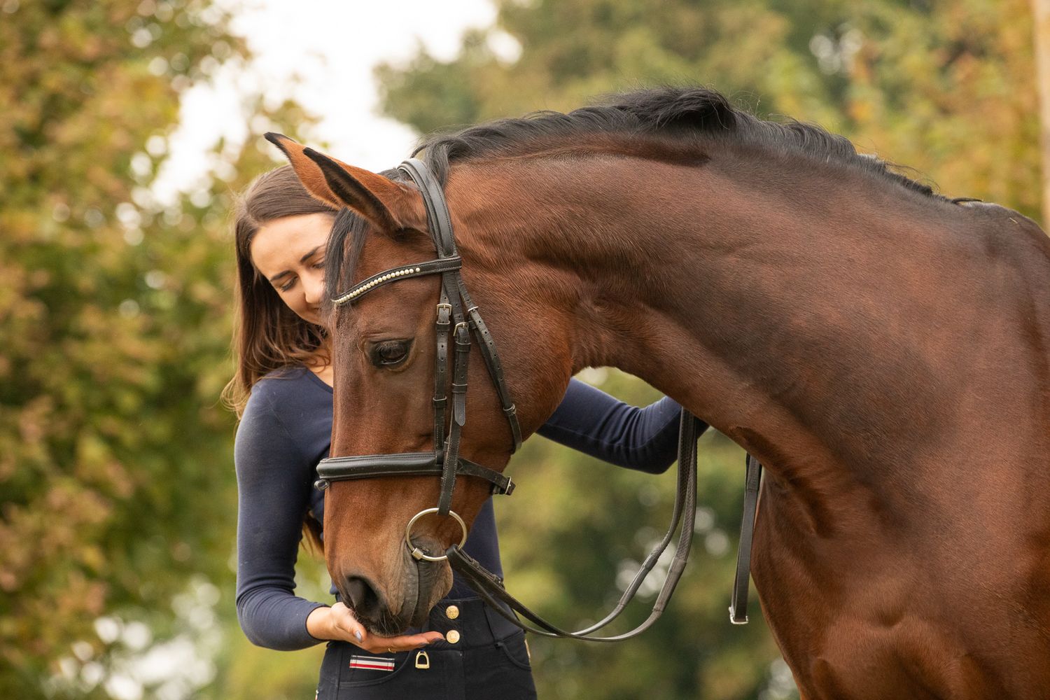 A bay horse wearing a bridle being lovingly embraced in an autumn setting.