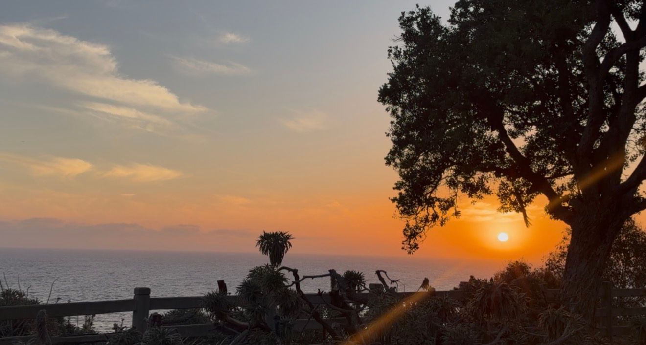 Stunning coastal sunset with vibrant orange sky, silhouetted tree, and ocean views from a scenic overlook.