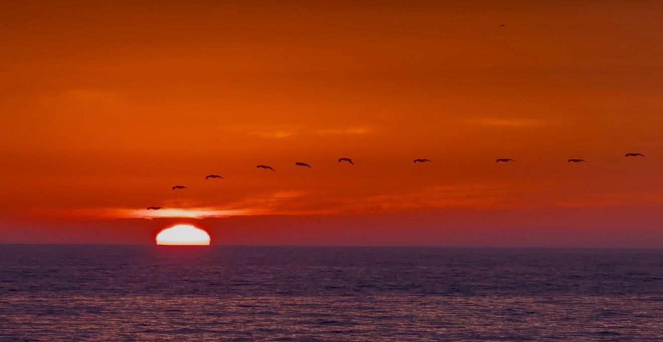 A stunning red and orange sunset over the ocean with silhouetted birds flying in formation above the horizon.