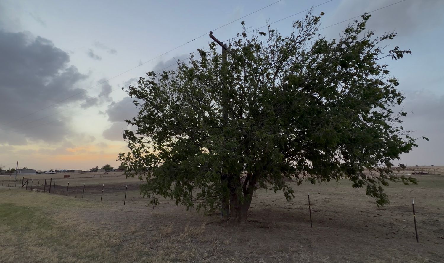 A lone tree stands in a dry field at dusk with a fence and cloudy sky in the background.