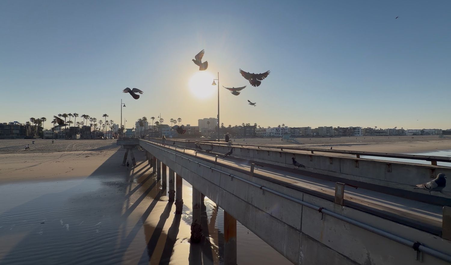 Pigeons flying over a sunny beachside pier at golden hour with palm trees and calm water in the background.