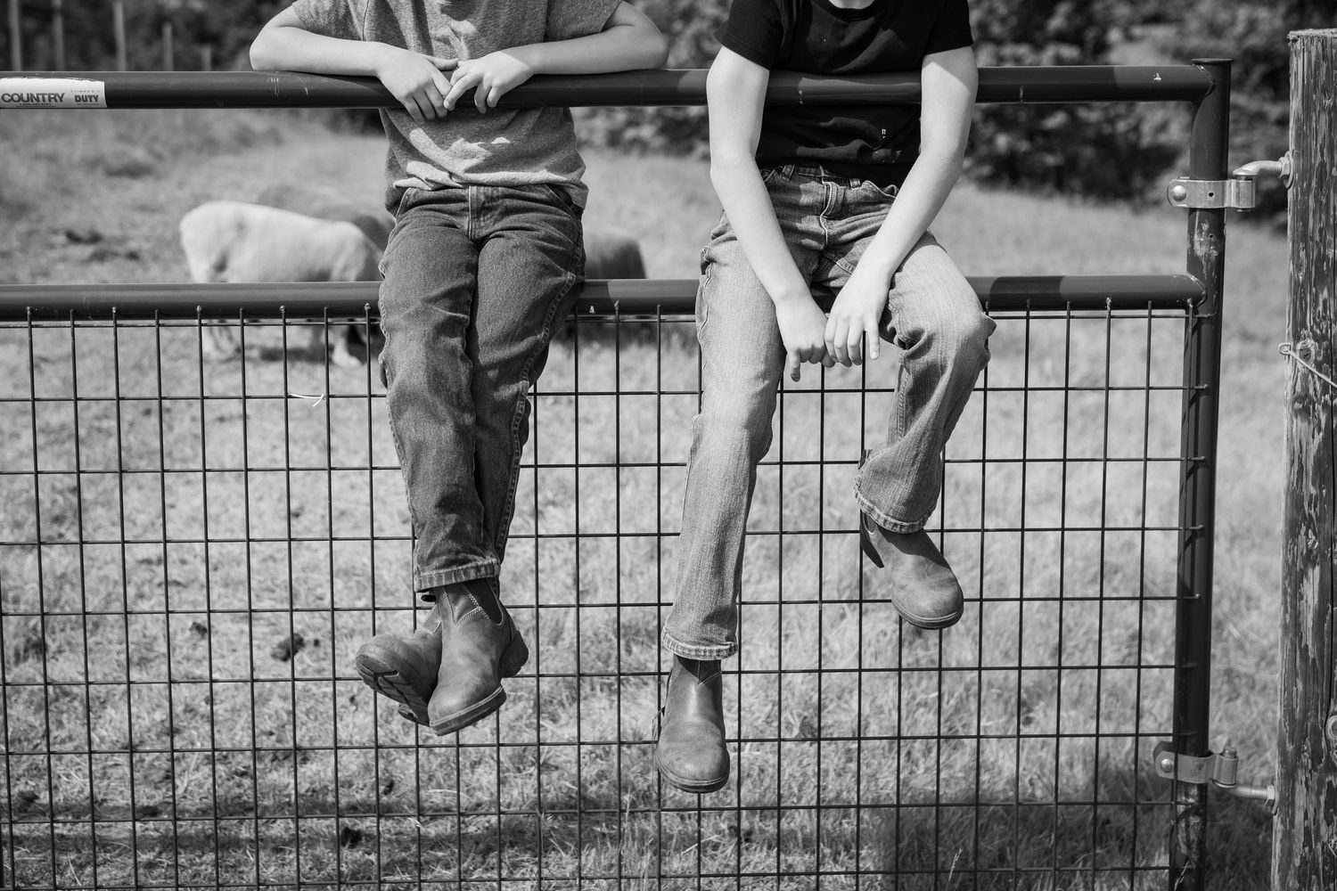 Black and white photo of two children sitting on a metal farm fence with their legs dangling.