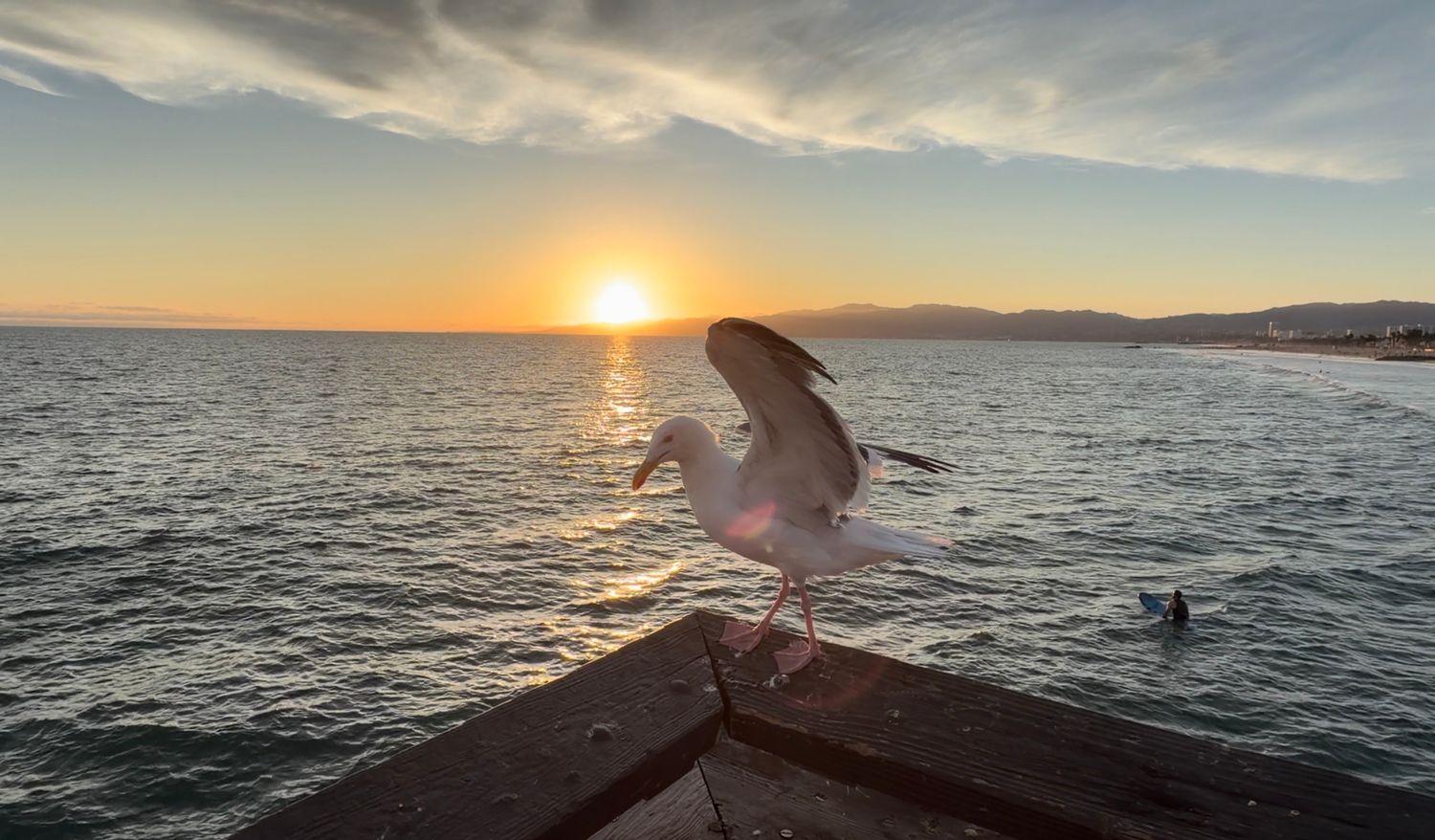 Seagull spreading wings on pier railing at golden sunset over calm ocean waters.