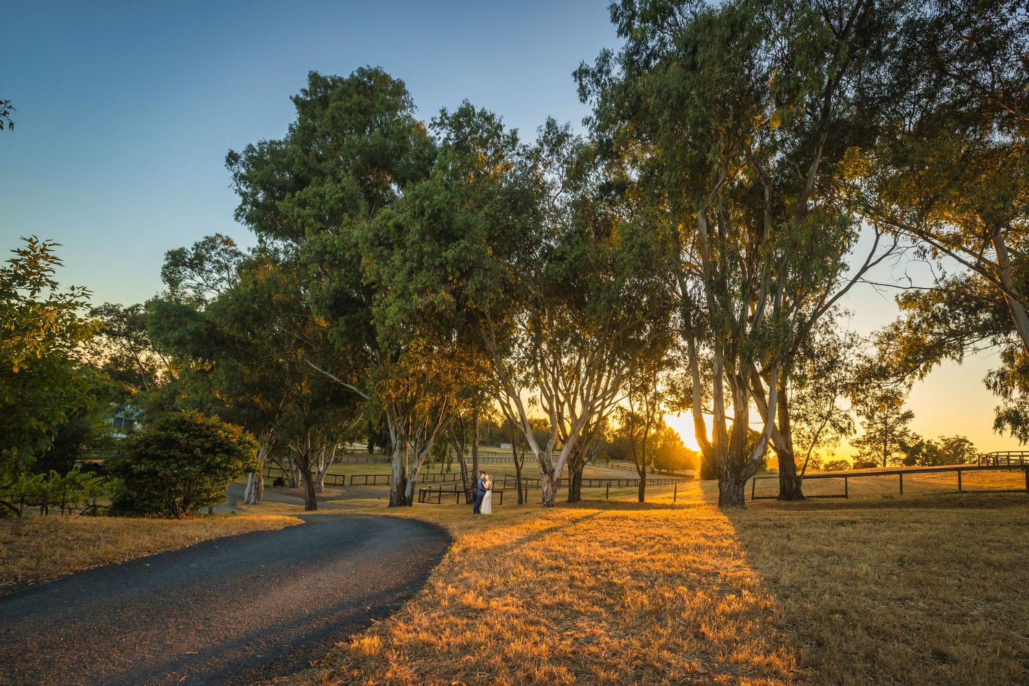 Couple walking along a winding path at sunset surrounded by tall eucalyptus trees in a golden countryside landscape.