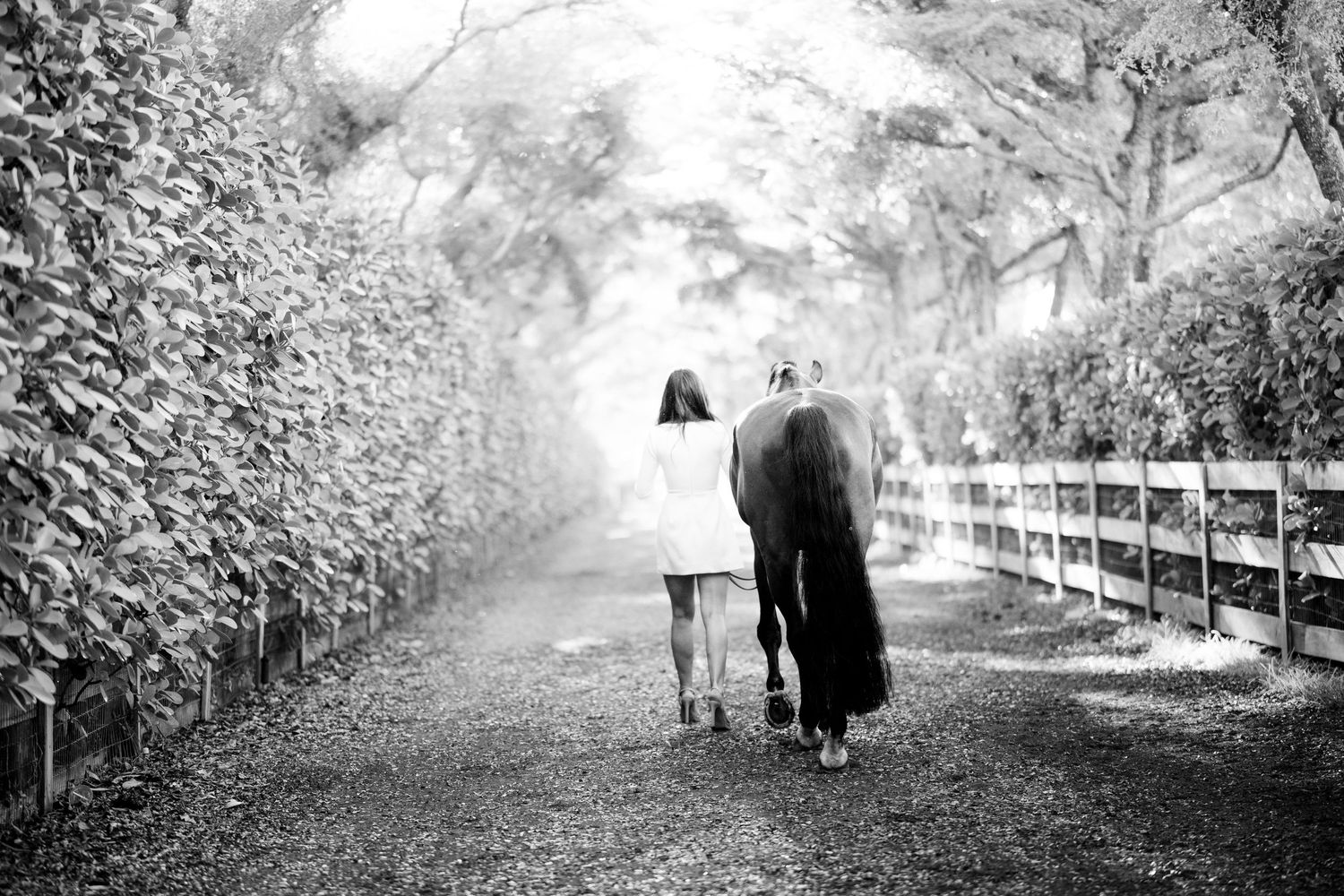 Black and white photo of a woman in a white dress walking a dark horse down a tree-lined gravel path.