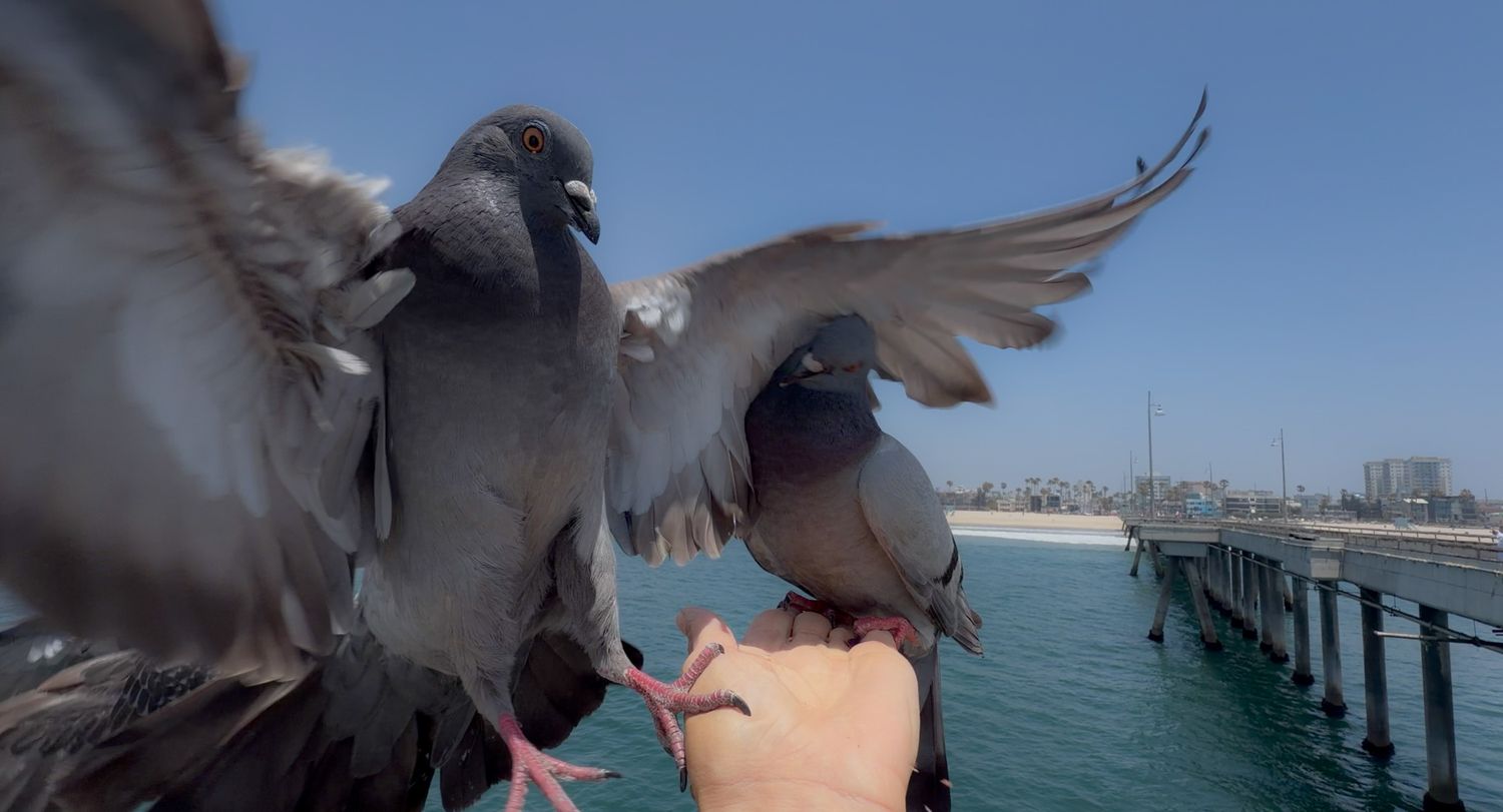 Two pigeons perched on a hand being fed on a sunny pier with ocean and blue sky in the background.