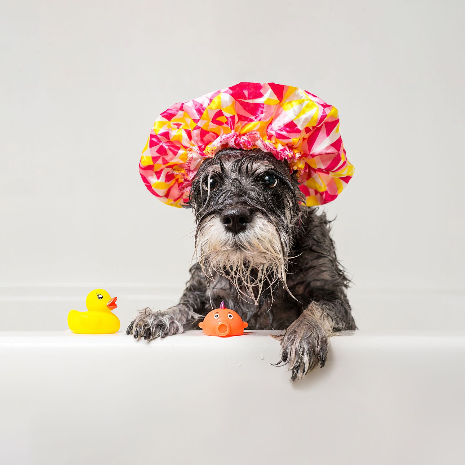 Let's get ready for your pet portrait session