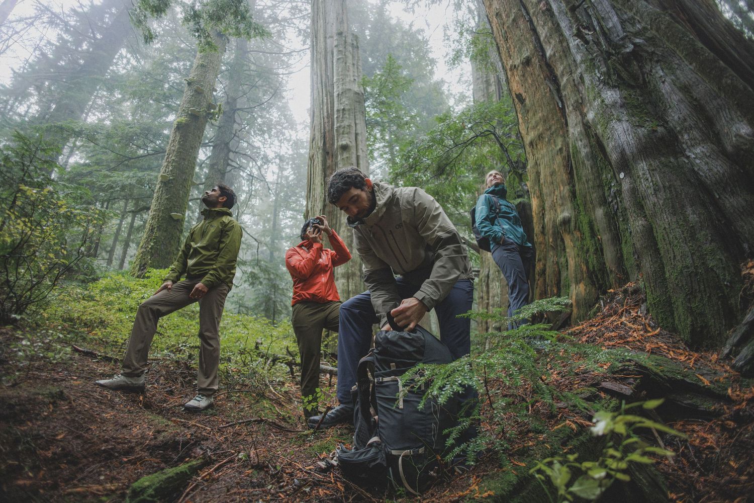 Four hikers resting in a misty redwood forest, one adjusting backpack gear on a mossy trail.