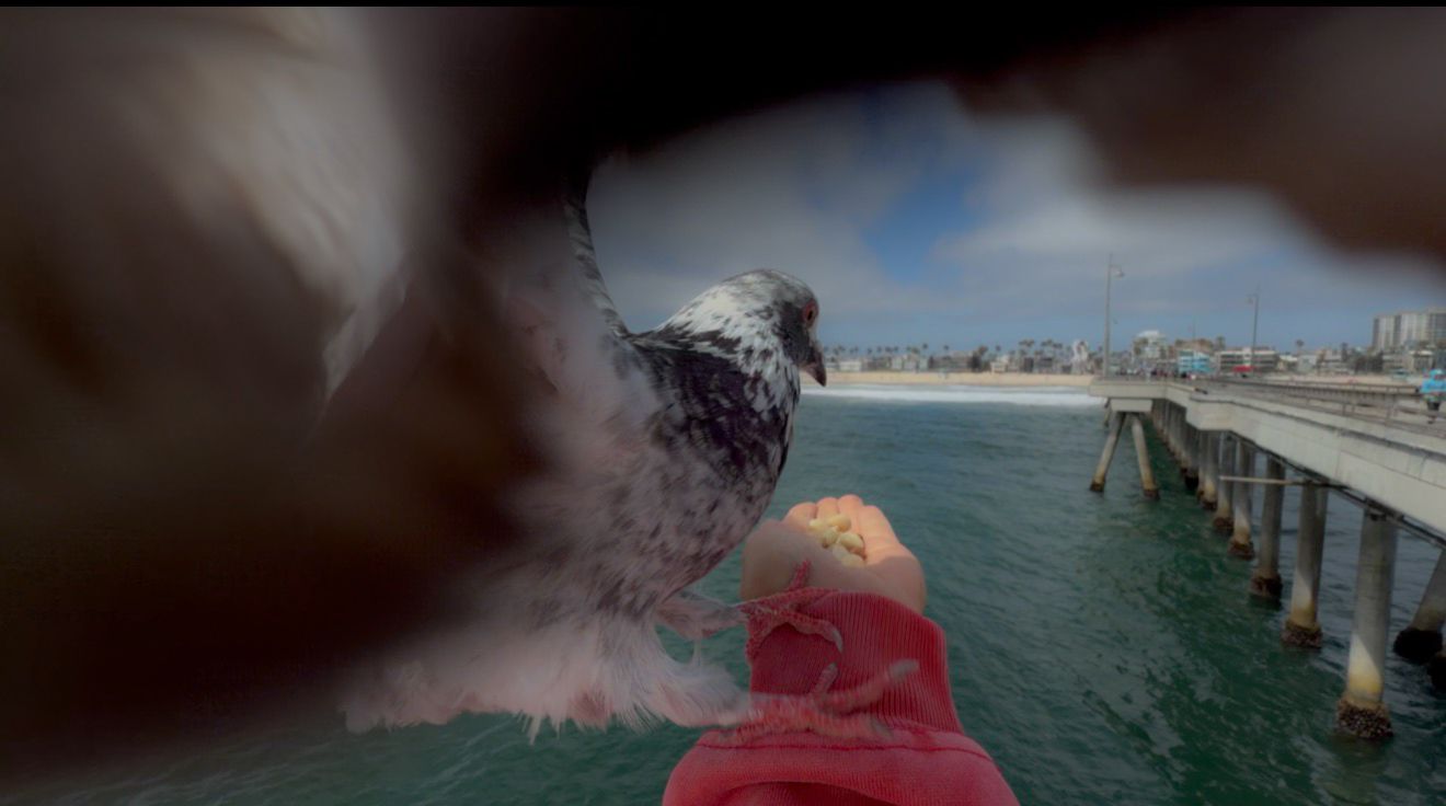 A seagull swoops toward a camera on a pier with ocean and city skyline in the background.