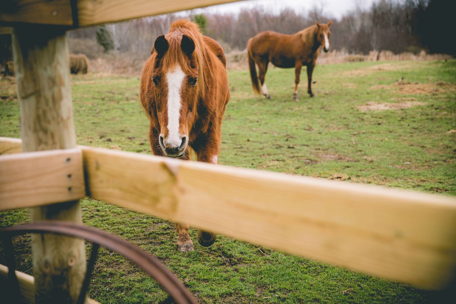 Two brown horses grazing in a green pasture behind a wooden fence on a cloudy day.