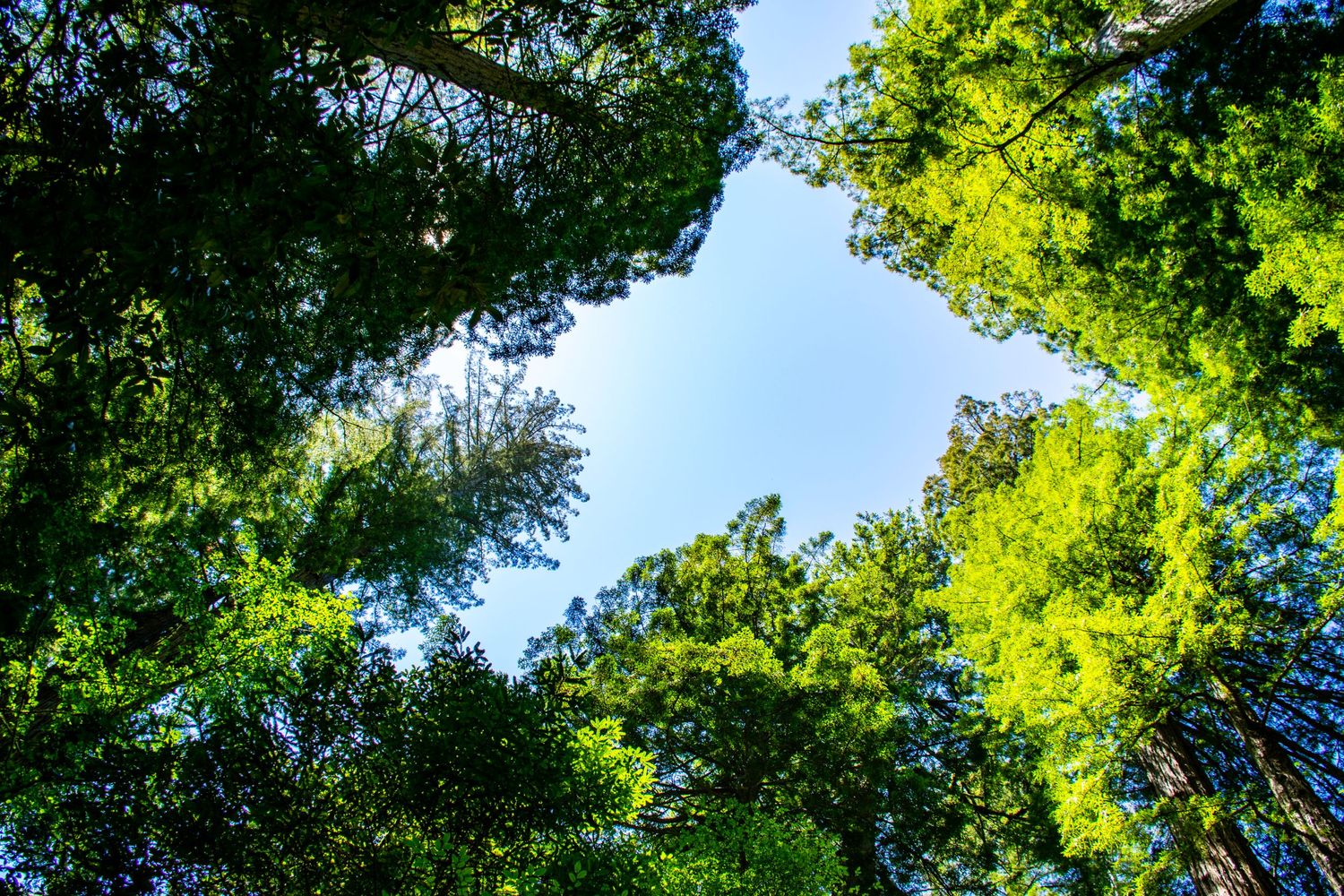 Looking up through green tree canopy to blue sky creating natural circle.