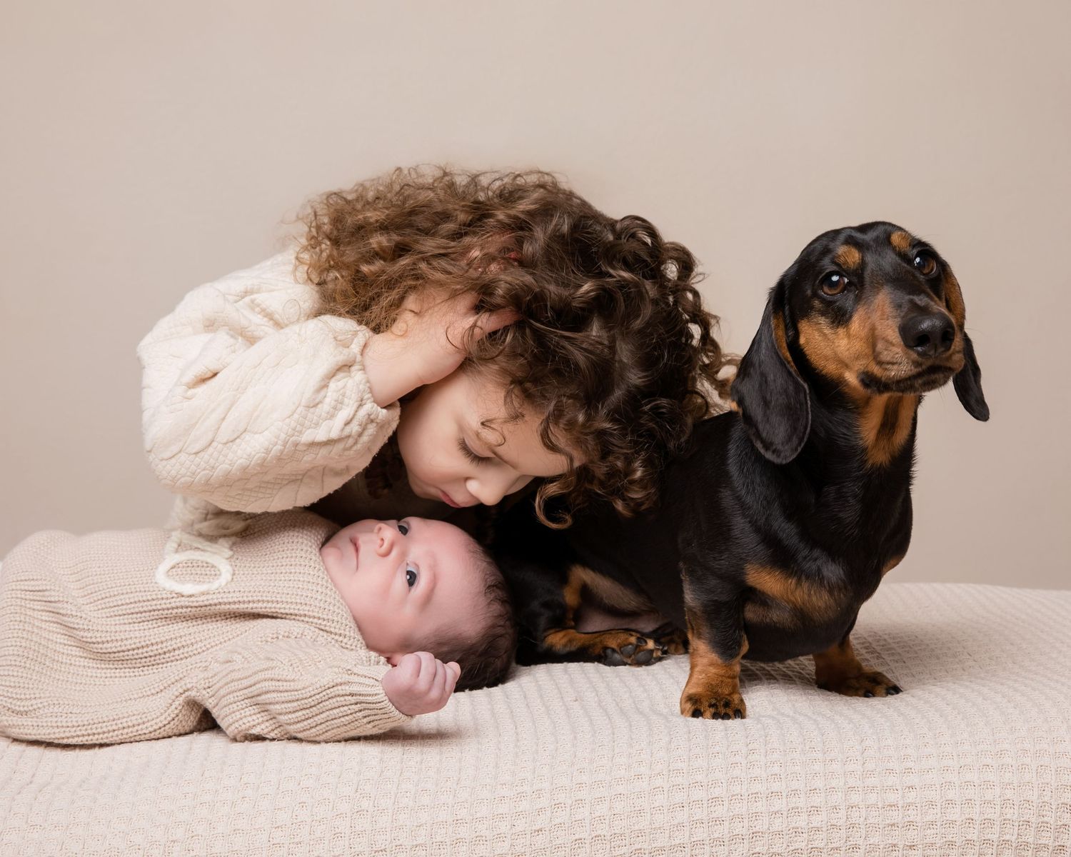 A series of progressive photos showing a miniature dachshund puppy cuddling with someone in a cream-colored sweater.