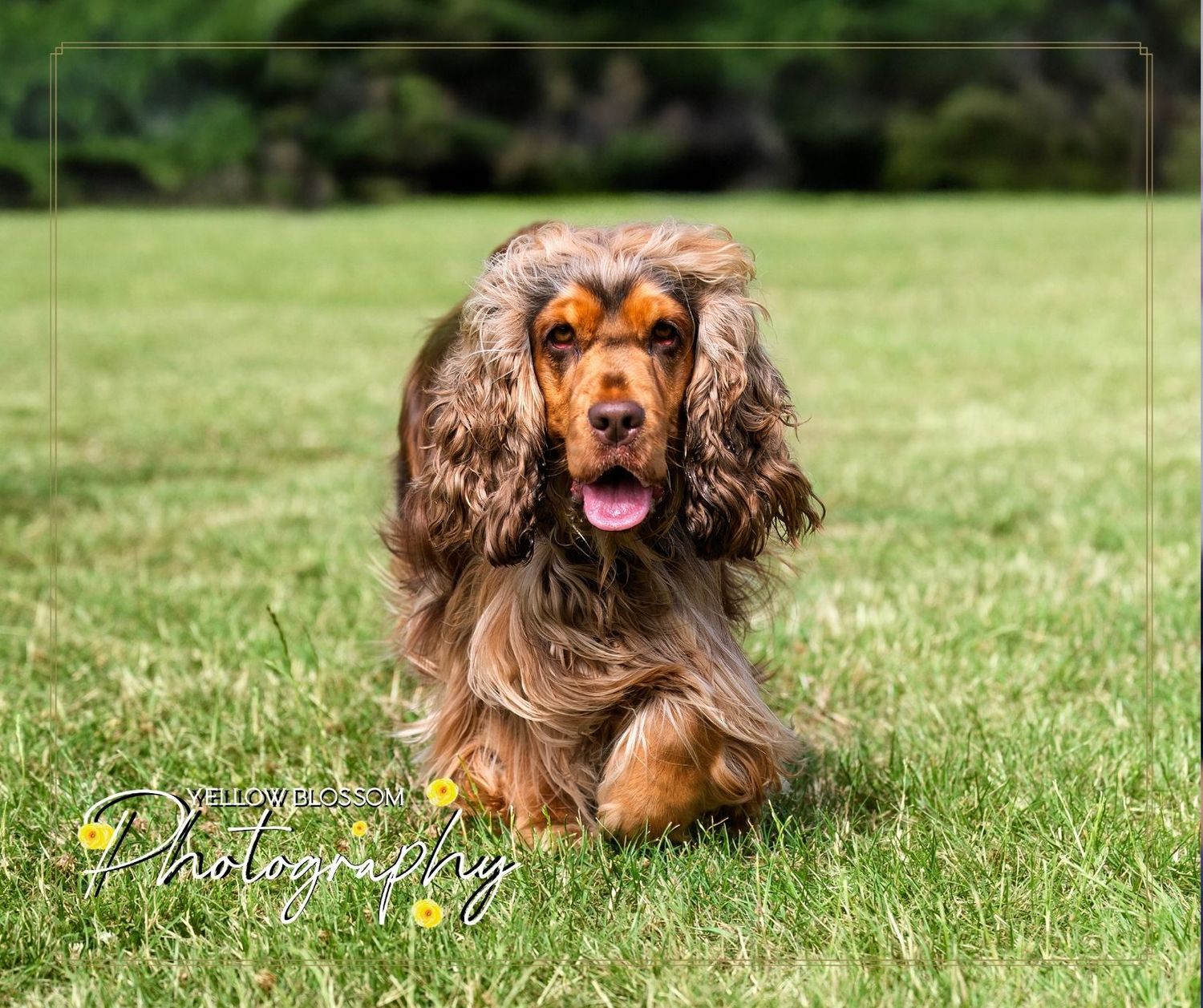 Before and after professional photography edit – Yellow Blossom Photography Haverhill Suffolk Outdoor Pet Session