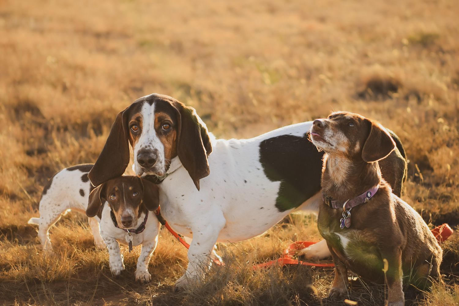 Three hunting dogs sitting together in a field during golden hour.