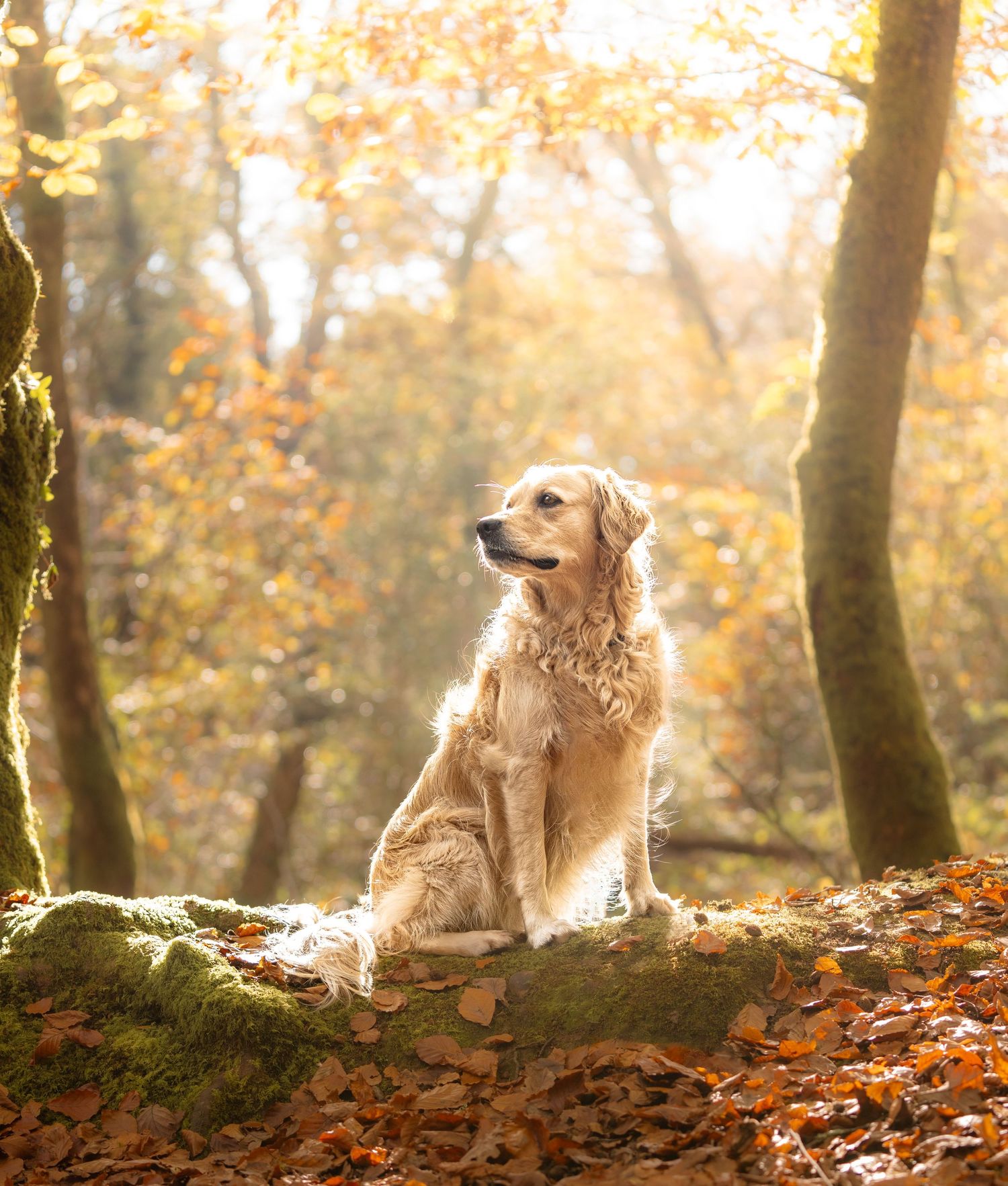 Golden retriever dog sits majestically among fallen autumn leaves in a misty forest landscape.