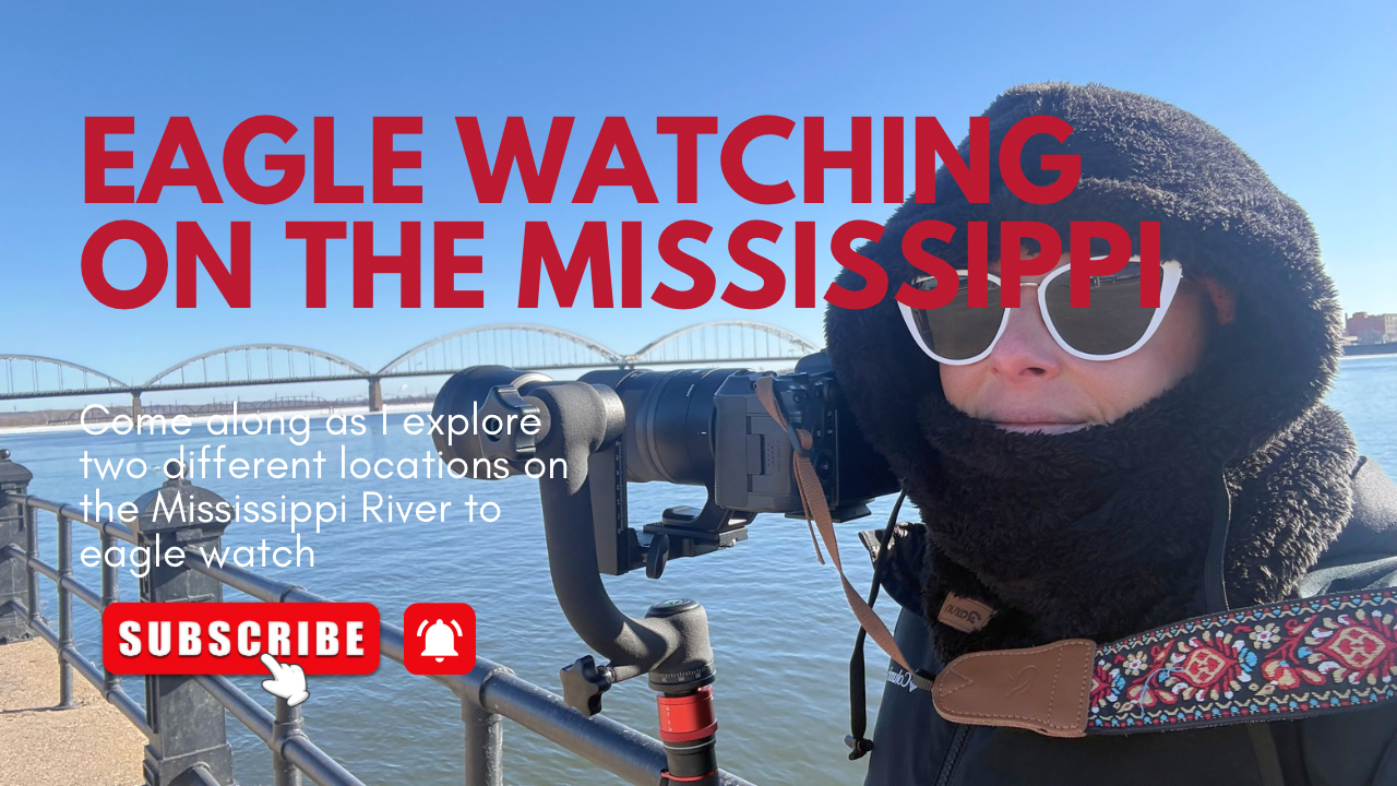 People gather on a boat deck watching wildlife during a scenic Mississippi River eagle watching tour on a sunny day.