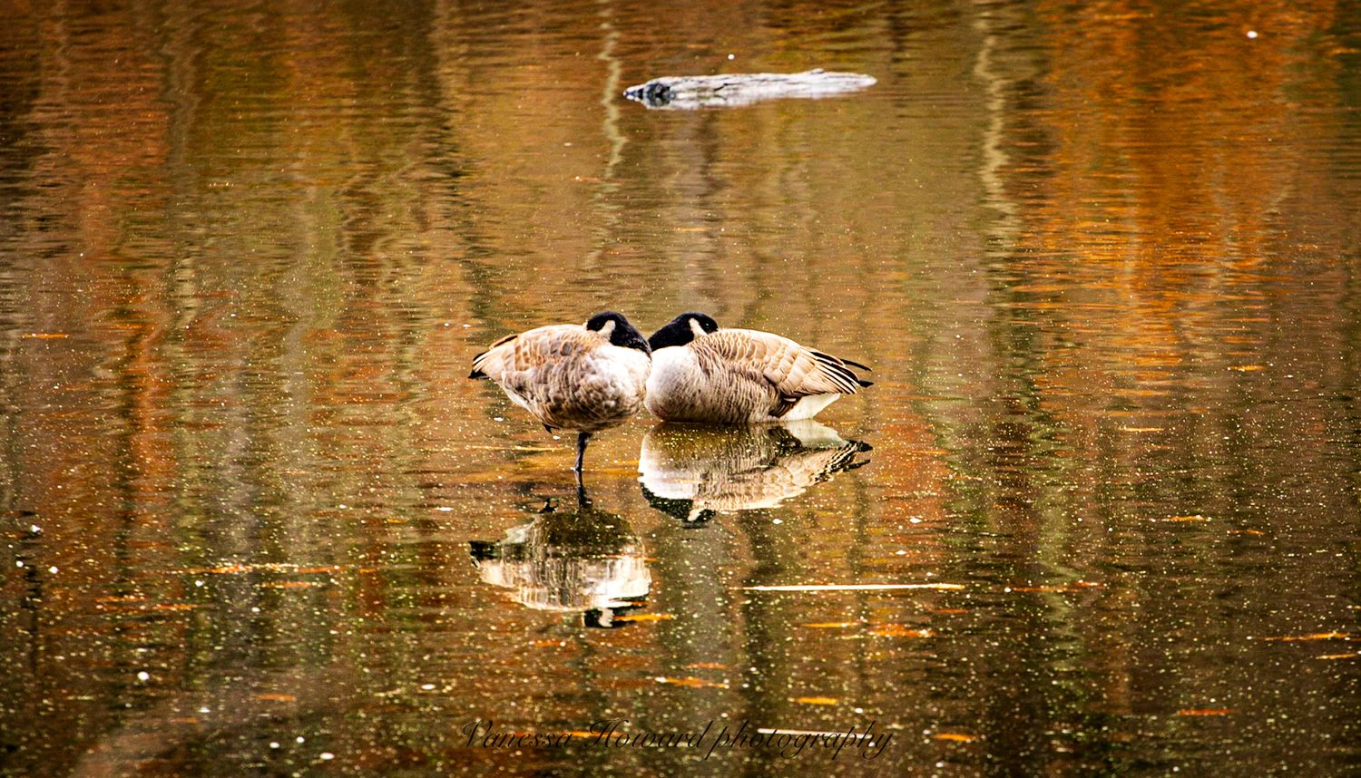 Two mallard ducks swim in autumn reflective water with golden fall colors mirrored on the calm surface.