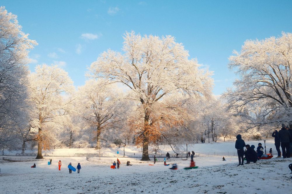 Snow-covered trees line a winter landscape under bright blue sky creating a panoramic white wonderland.