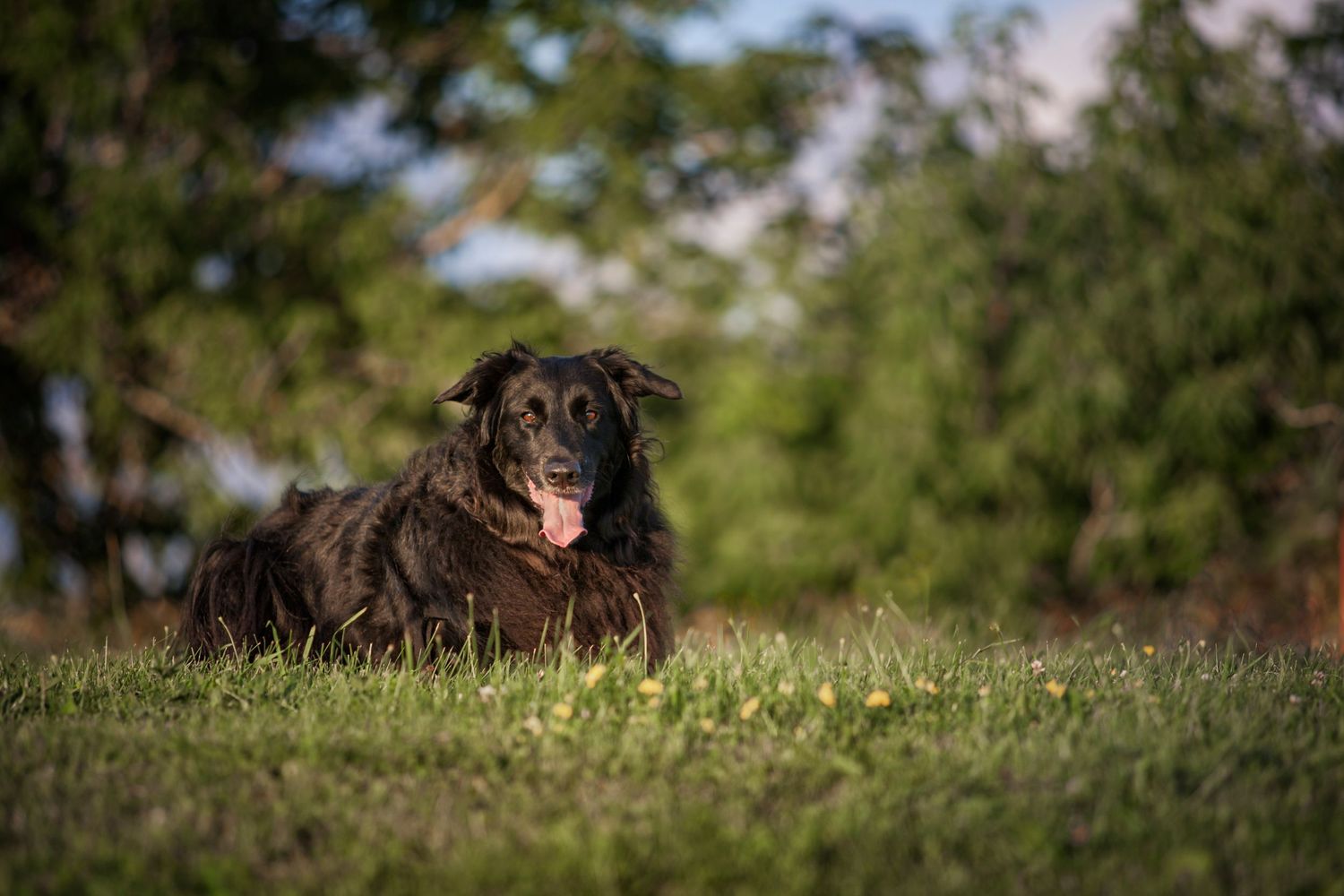 A brown Labrador retriever's head emerges from tall grass while gazing intently at something in the distance.