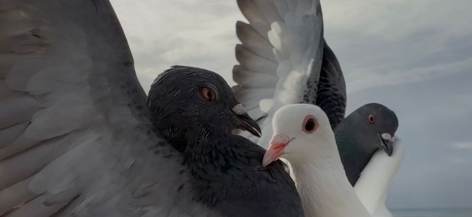 Three pigeons in close-up, one dark gray with spread wings, one white, and one brown, against a cloudy sky.