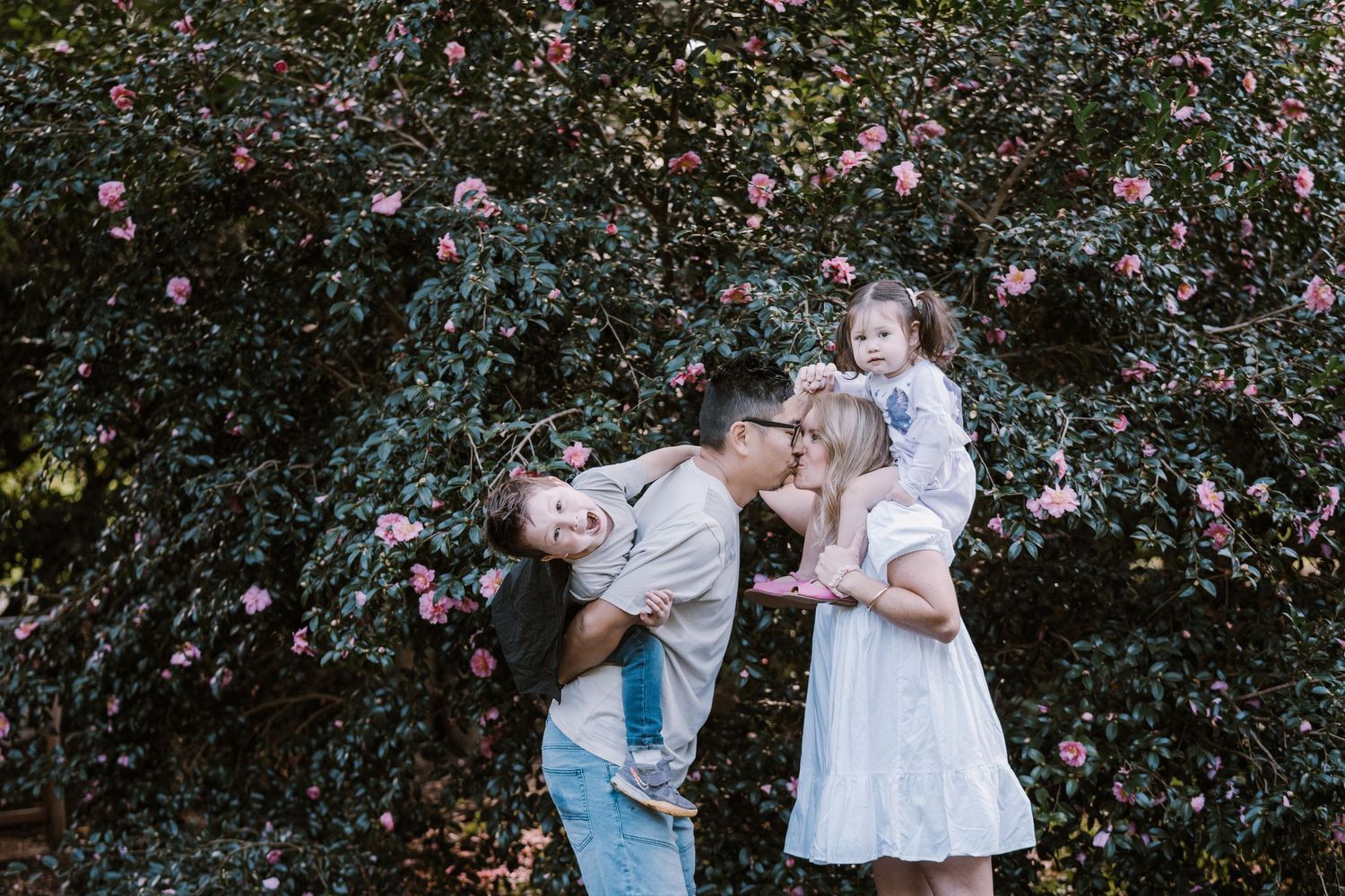 Family of four poses outdoors in front of blooming pink camellia bushes, with a father giving a child a piggyback ride and a mother holding