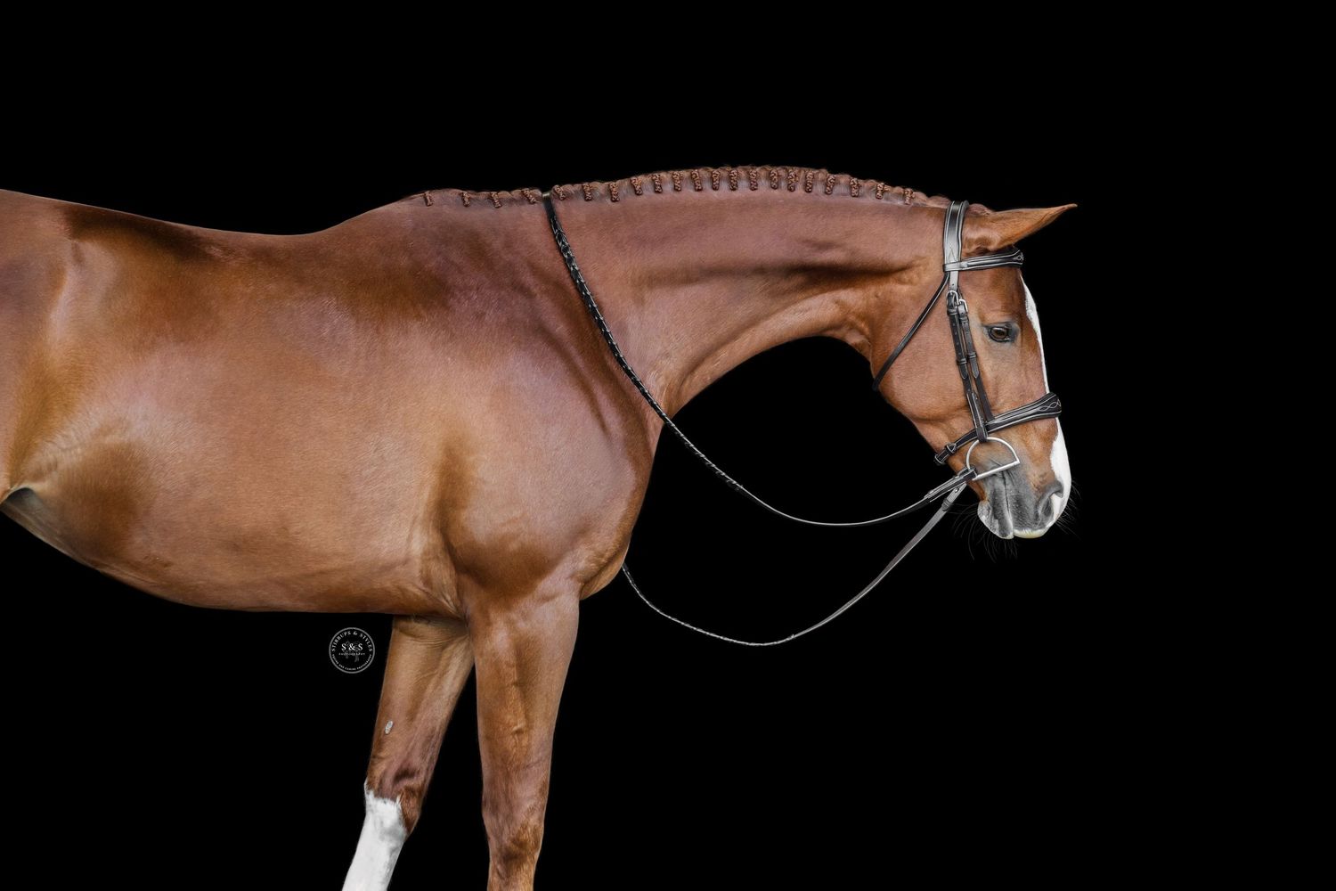A striking portrait of a muscular palomino horse with bridle against a black background.