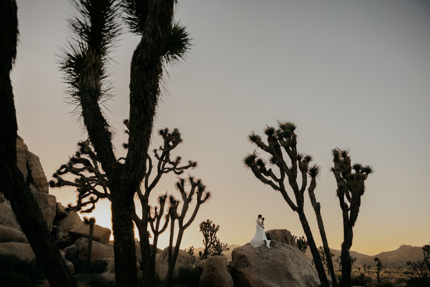 A silhouette of Joshua trees against a dusky desert sky with rocks in the background.
