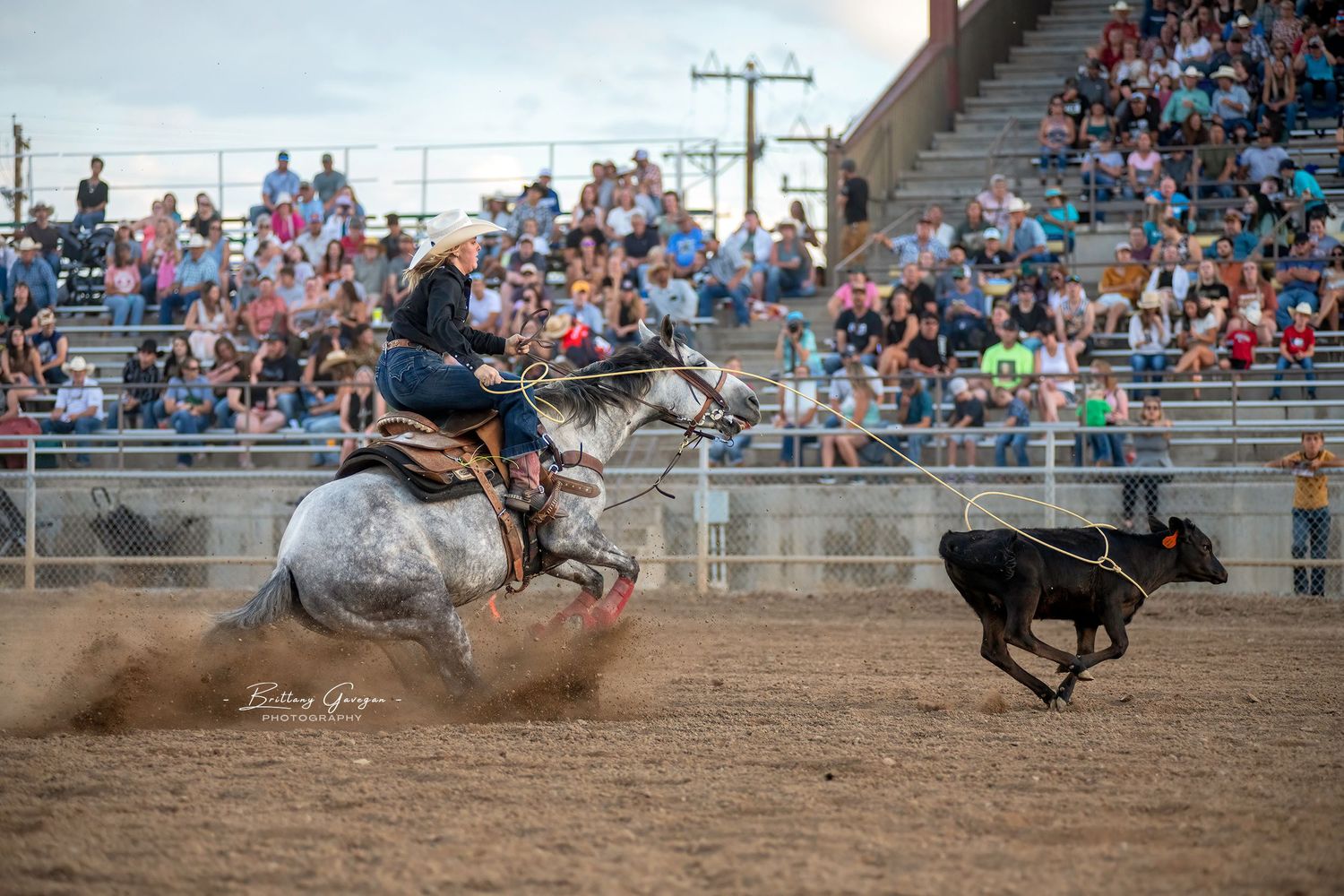 A rodeo action shot shows a horse and rider chasing a calf in a dusty arena with spectators watching.