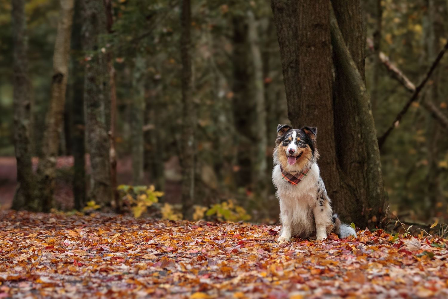 Australian Shepherd sitting on autumn leaves in a forest setting.
