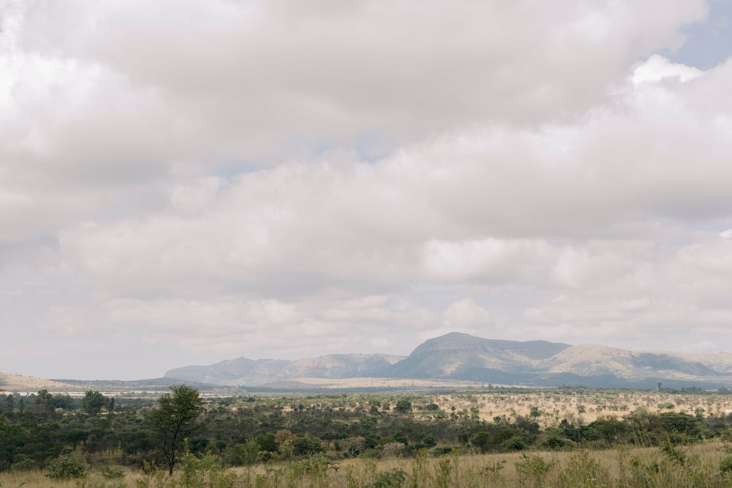 Expansive African savanna landscape with mountains, green trees, and overcast sky.