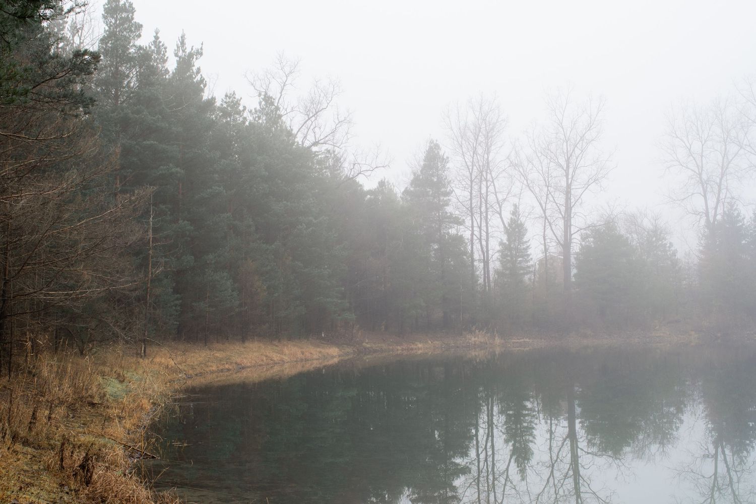 A serene lake surrounded by pine trees reflects the misty forest landscape.