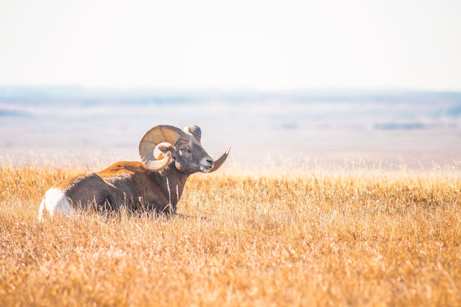 Majestic bighorn sheep resting in sunlit prairie grass at Badlands National Park.