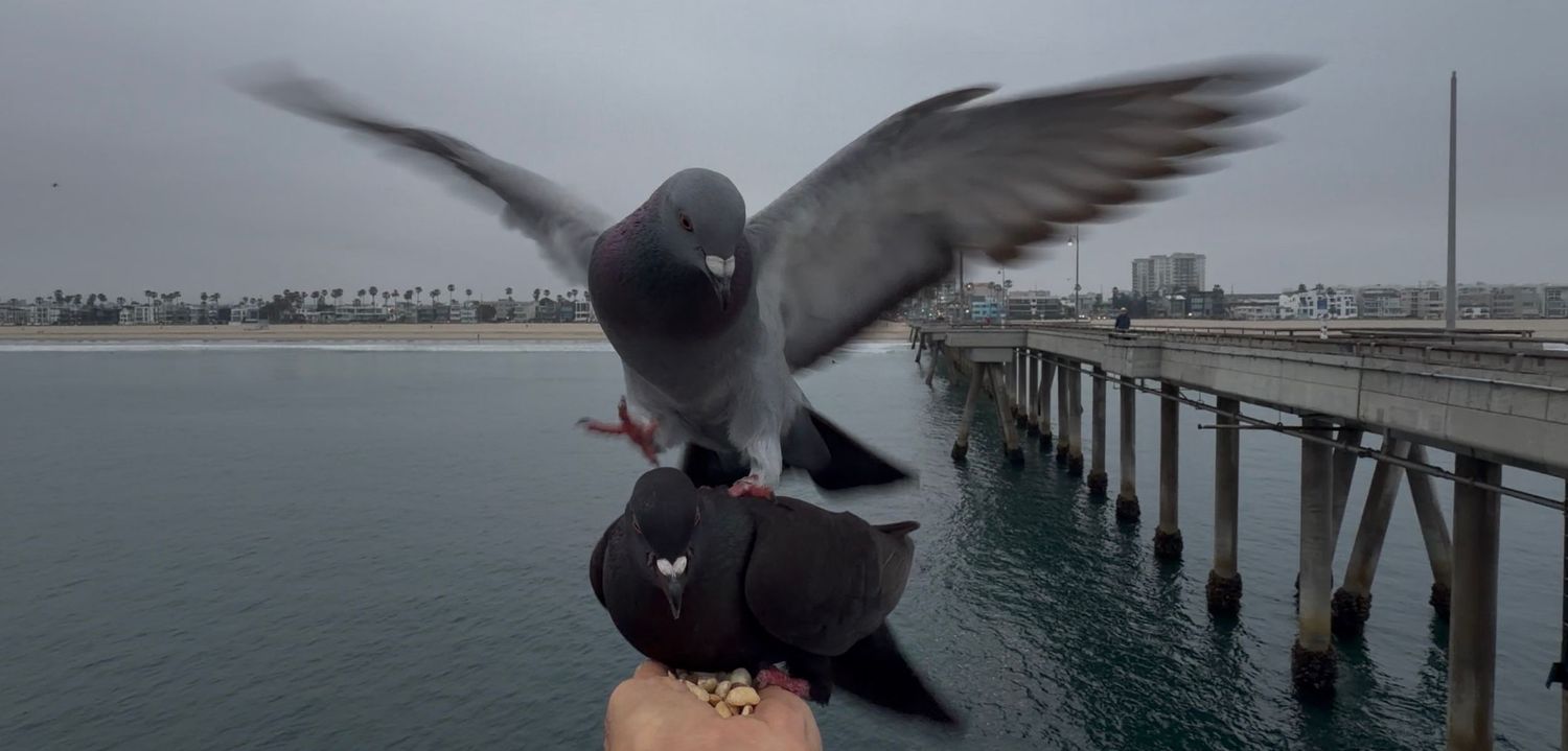 A flock of pigeons takes flight along a coastal pier with the ocean and cityscape visible in the background.