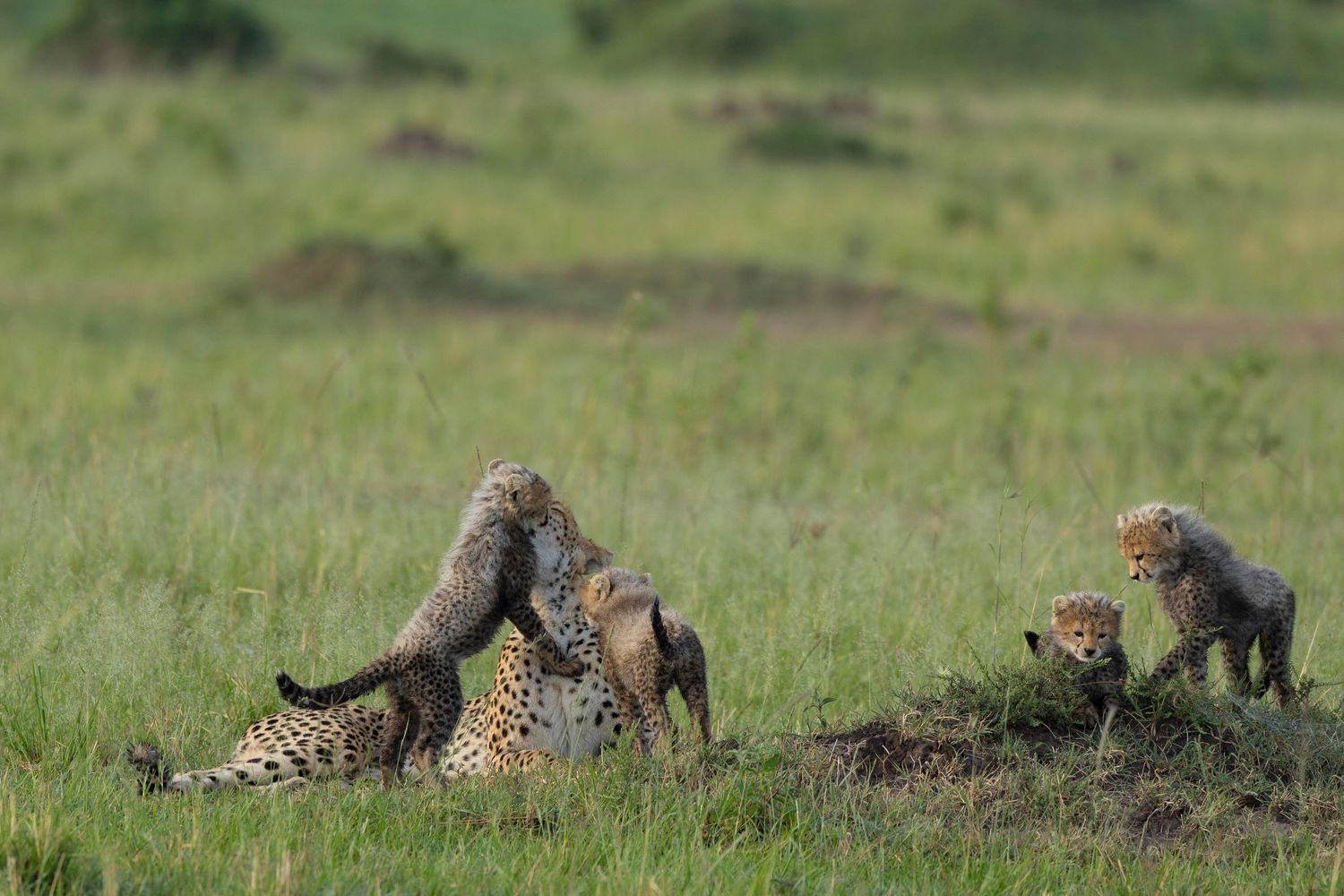 nashipae with cubs