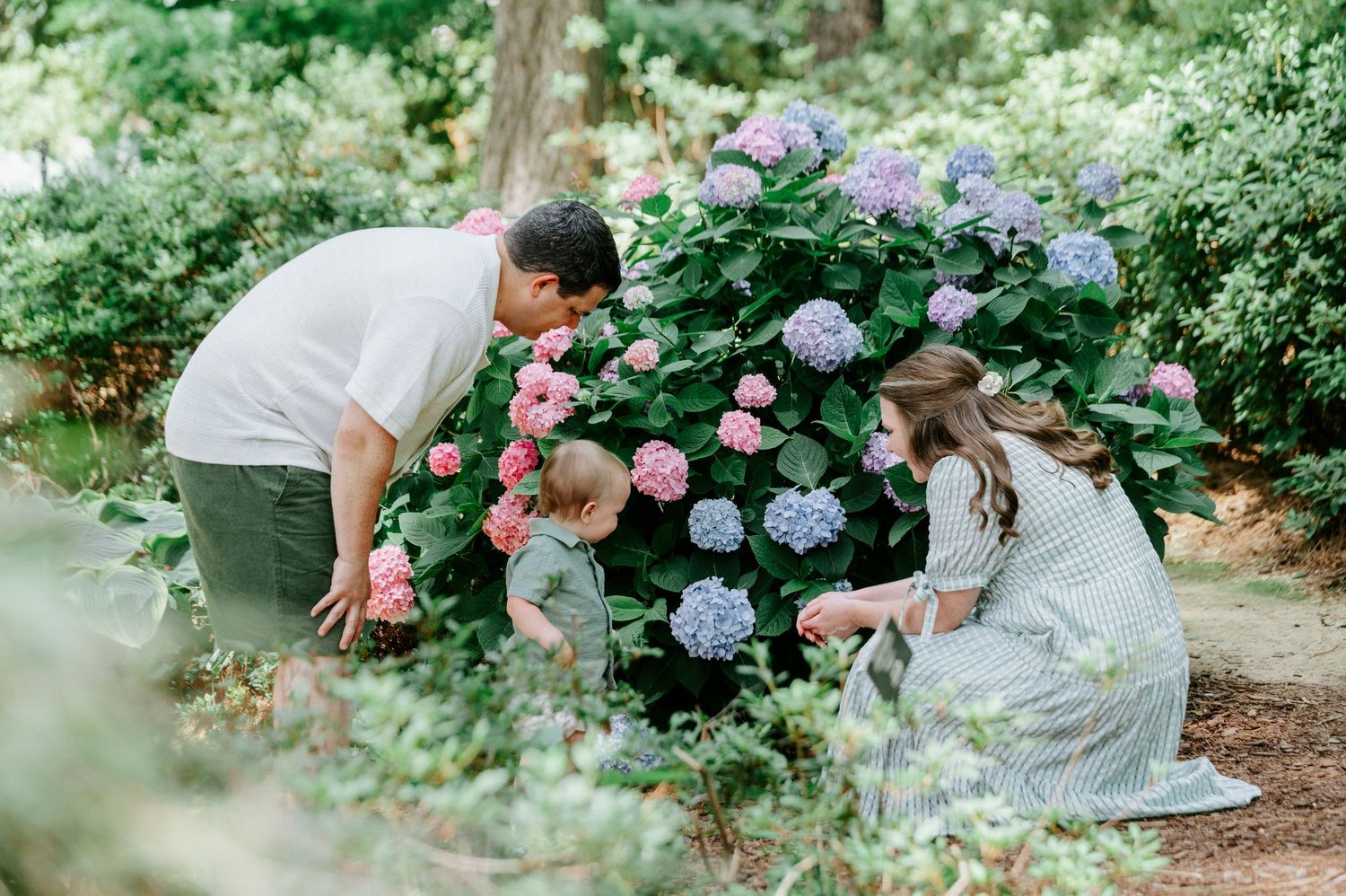 Family admiring colorful pink and purple hydrangea blooms together in a lush garden setting.