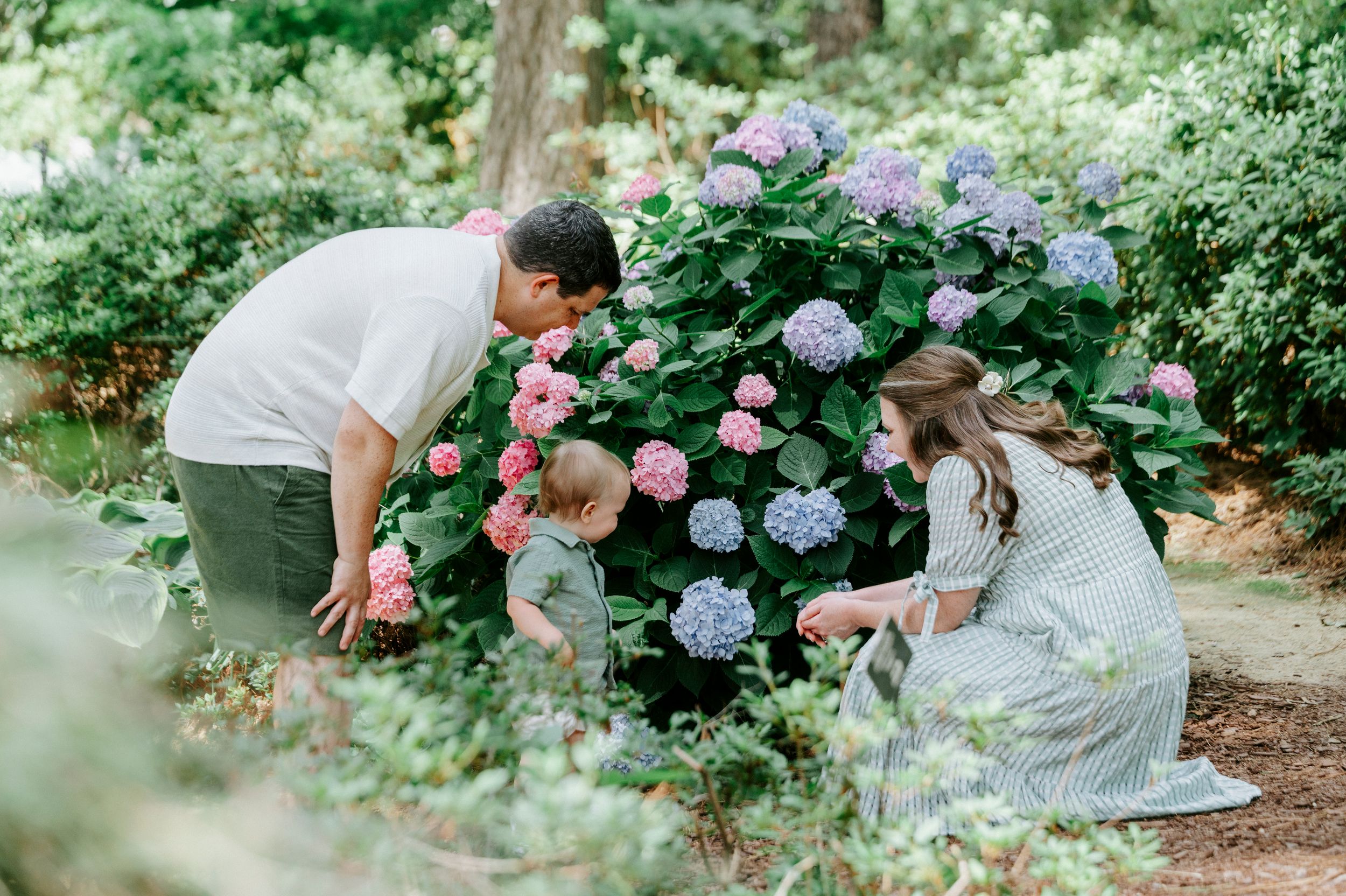 Family admiring colorful pink and purple hydrangea blooms together in a lush garden setting.