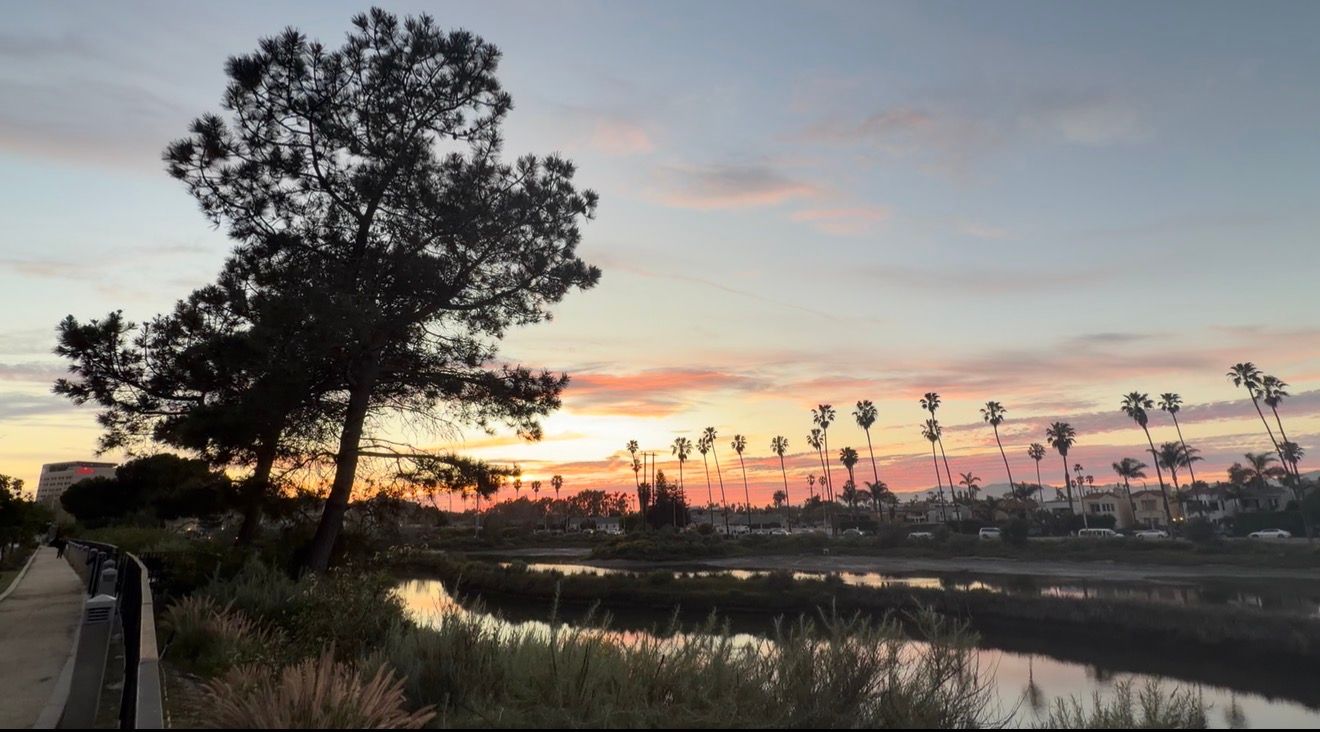 A silhouetted tree stands beside a waterway at sunset with palm trees and colorful clouds in the distance.