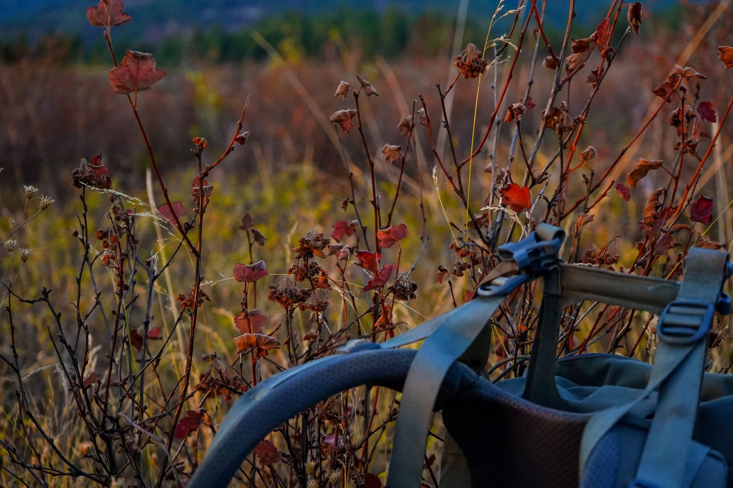 A hunting rifle rests against autumn shrubs with red leaves in a golden wilderness landscape.