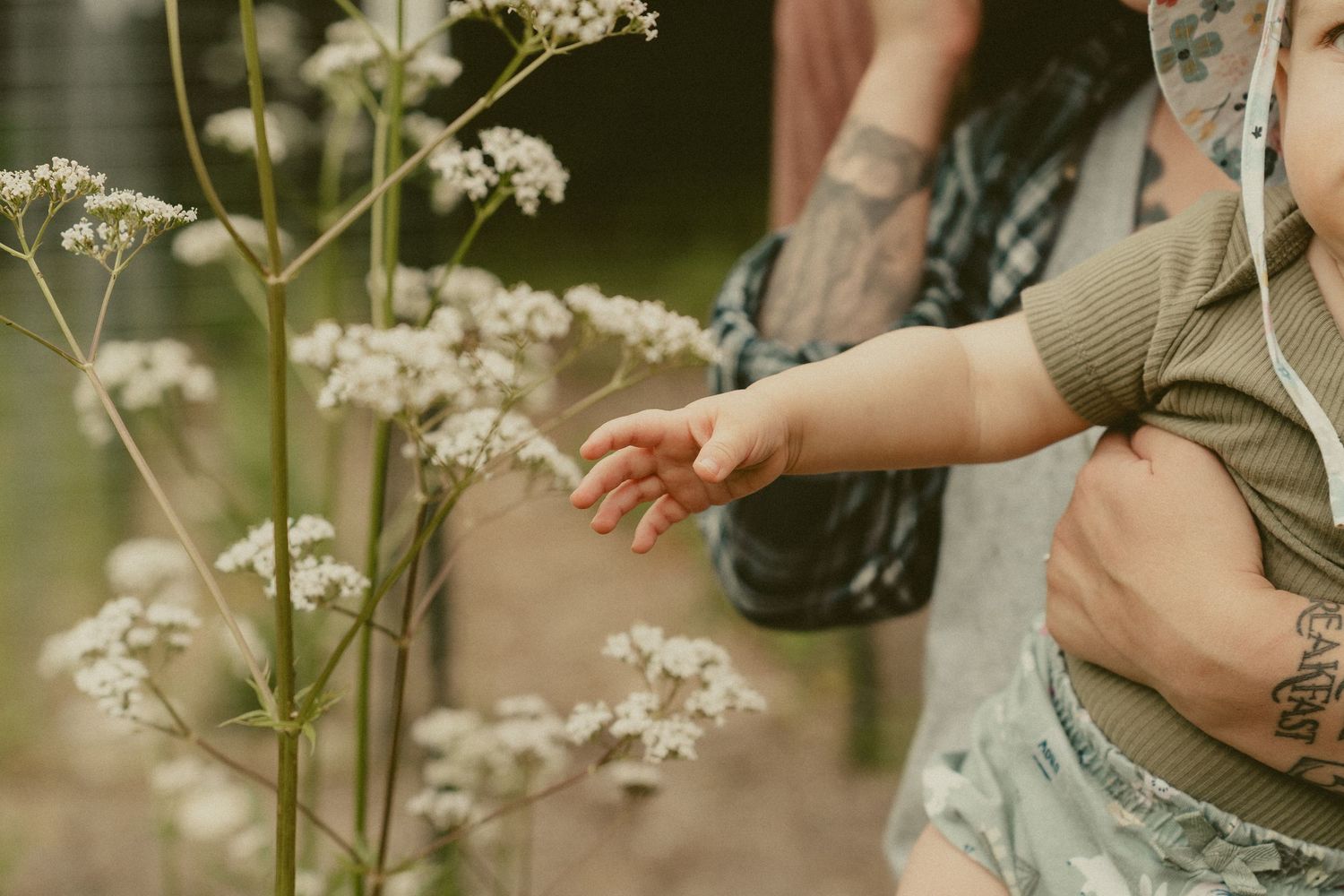 A hand gently touches delicate white Queen Anne's Lace wildflowers growing in a natural outdoor setting during an at home family photoshoot.