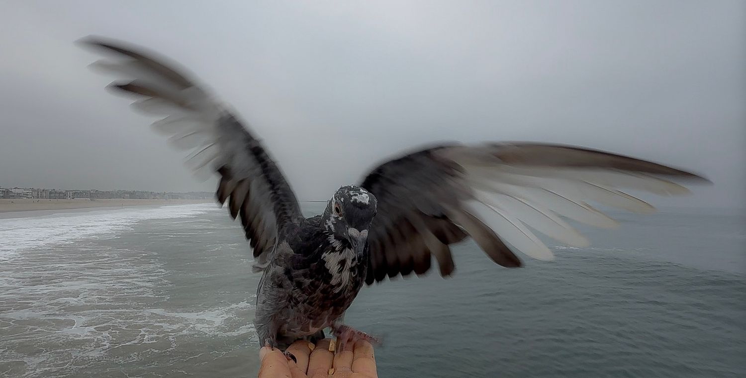 A group of eagles fight over fish scraps at an ocean shoreline dock as waves crash in the background.