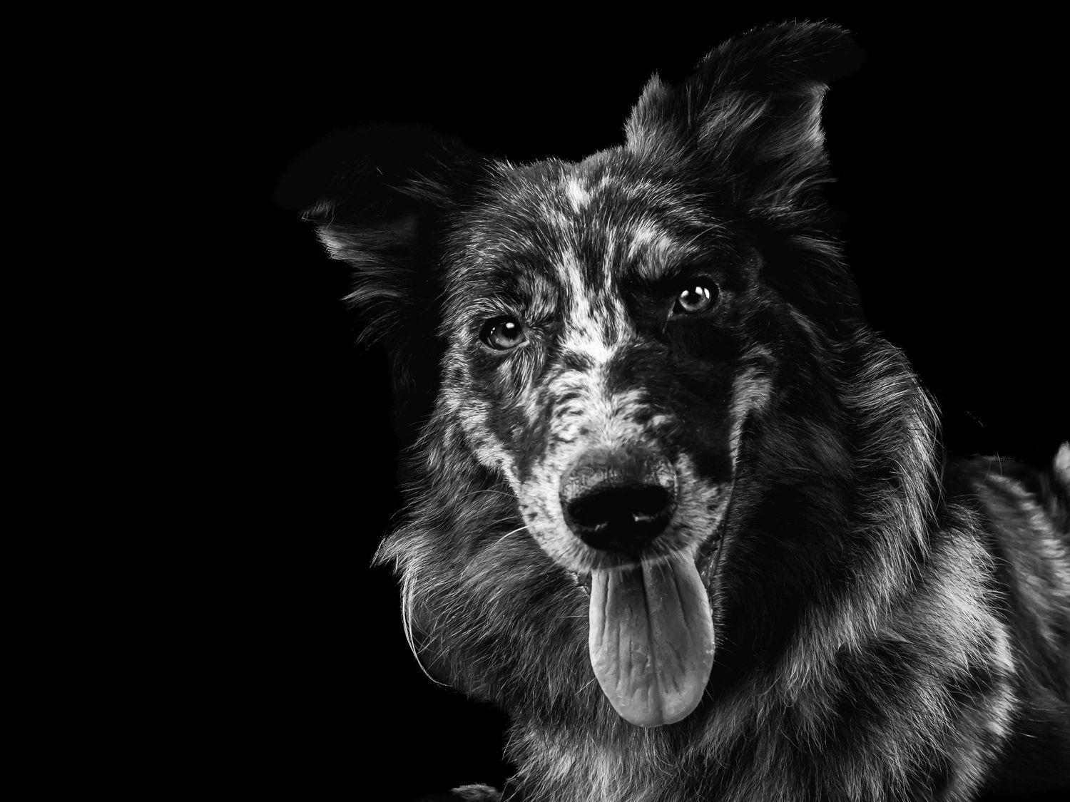 Dramatic black and white headshot of an Australian Shepherd with mottled fur and extended tongue.
