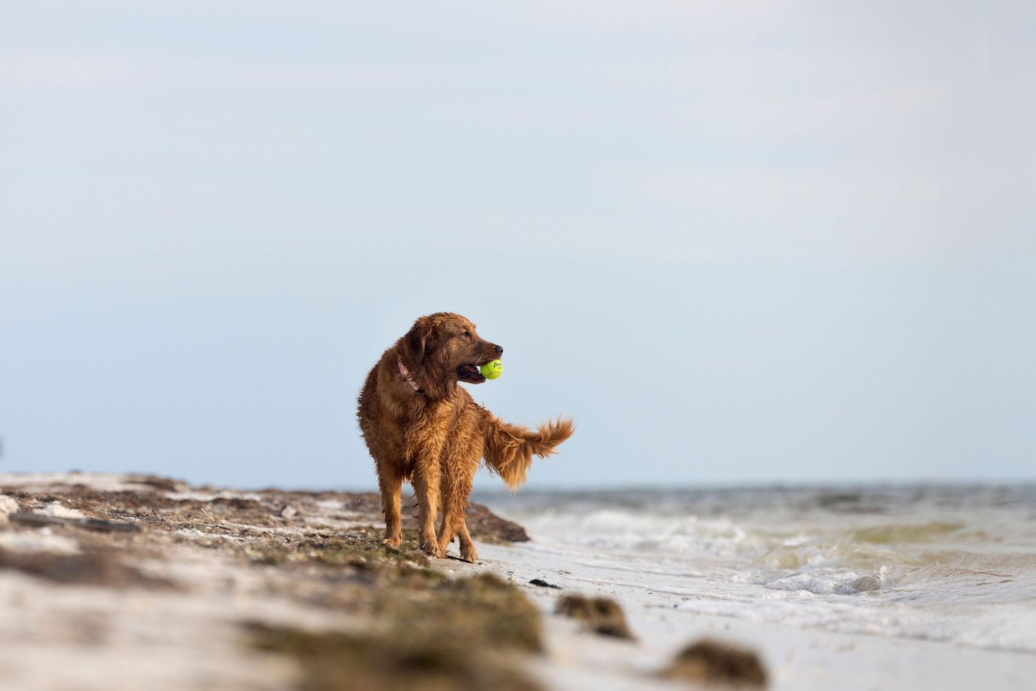 Tampa dog photographer creating fine-art portraits with her beach portraits
