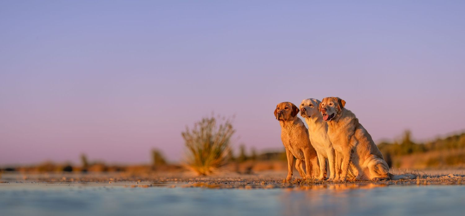 Three Labrador dogs sit together on sandy ground at sunset with a purple sky in the background.