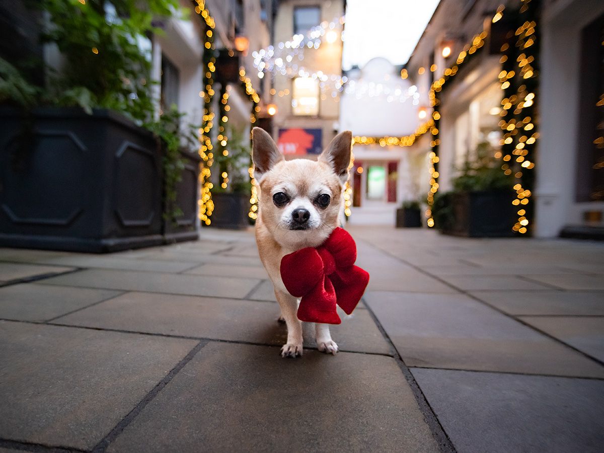 Chippy in Colchester, Essex at Christmas 2025. Photos taken in Red Lion Walk with sparkling lights and oversized bow.