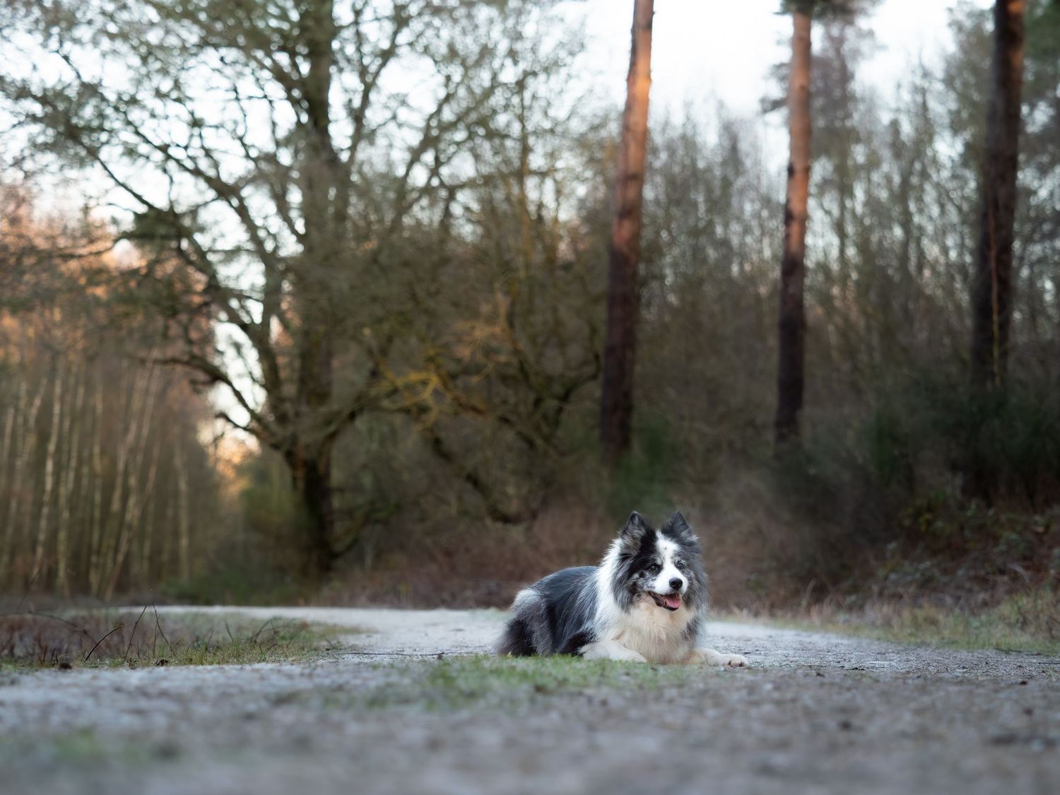 wedding photographer
nottingham photographer
derby photographer
dog photographer
equine photographer