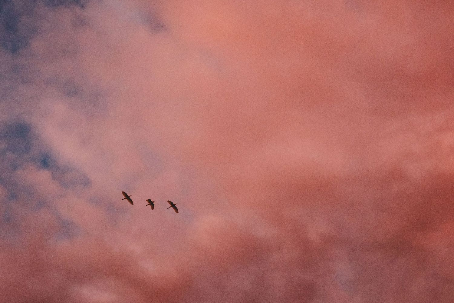 A dramatic pink and orange sunset sky with dark silhouettes of birds flying against clouds.