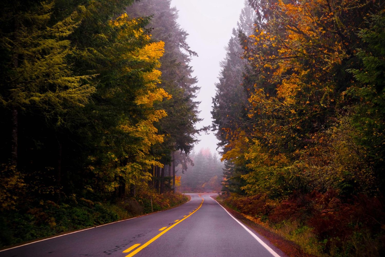 Misty autumn road winding through a forest with vibrant orange and yellow fall foliage.