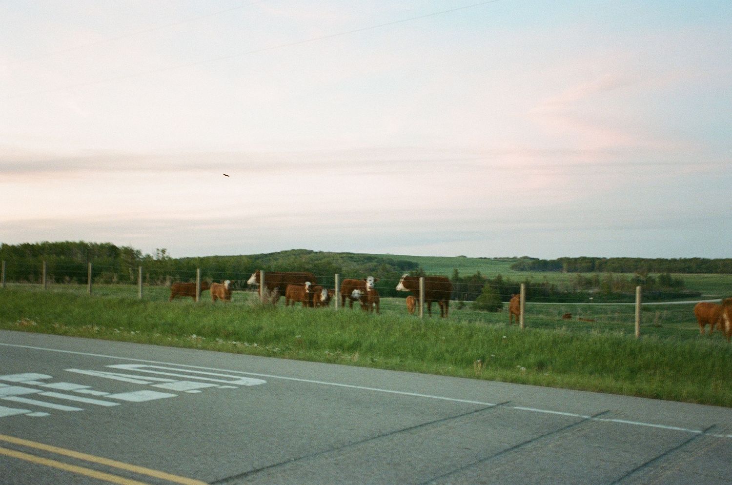 Herd of cattle grazing behind a fence along a rural highway at dusk with rolling green hills.